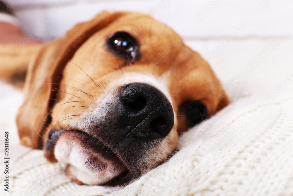 Obraz premium Beagle dog on pillow close-up