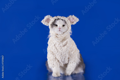 cat dressed as a sheep - a symbol of 2015