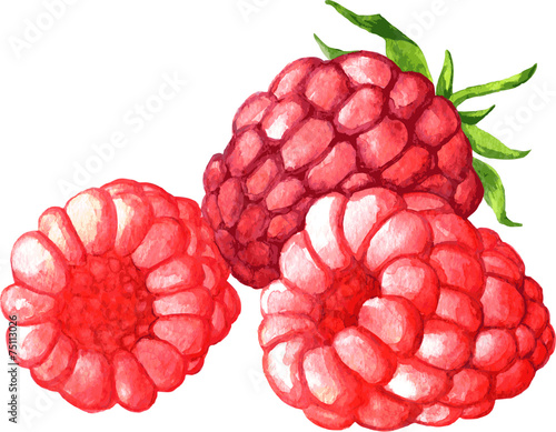 watercolor drawing raspberries
