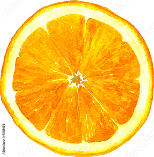 slice of orange drawing by watercolor