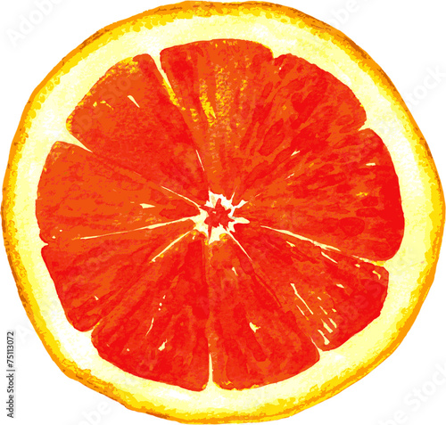 slice of grapefruit drawing by watercolor