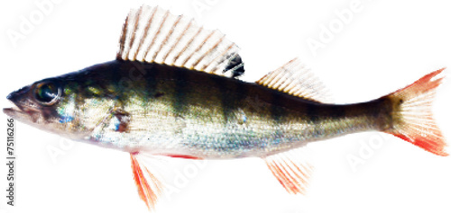 small perch from dots isolated on white