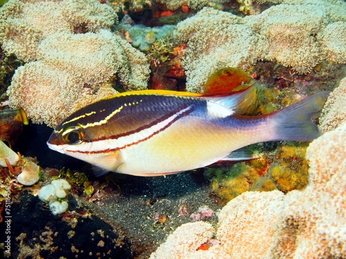 Coral fish, Island Bali, Tulamben photo