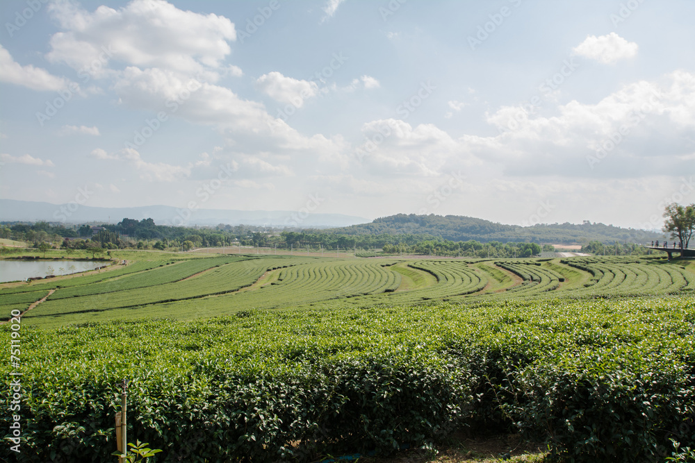 Green tea field, Chiangrai in Thailand