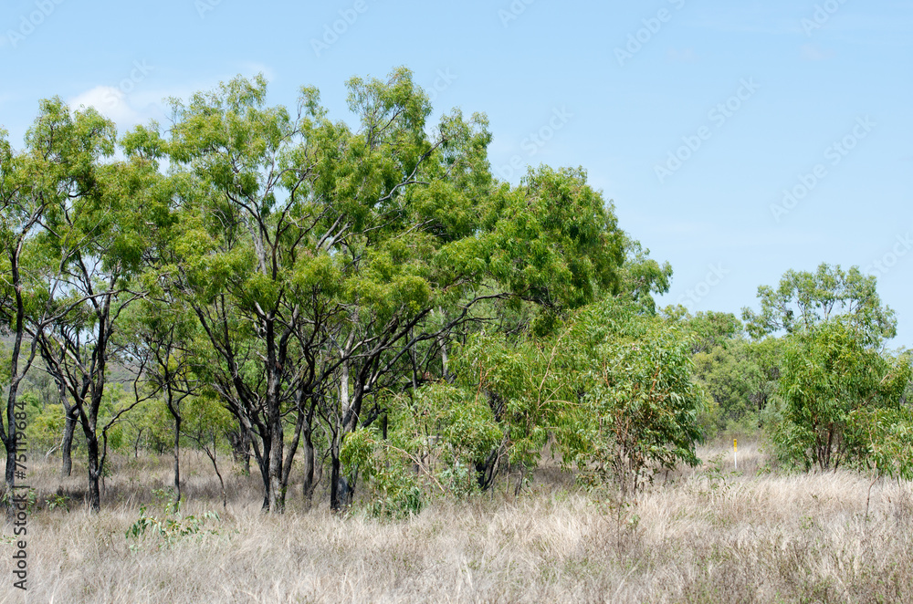 オーストラリア、田舎のユーカリ林
