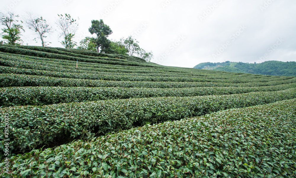 Green tea field, Chiangrai in Thailand
