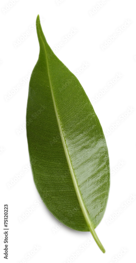 Obraz premium Green leaf isolated on white