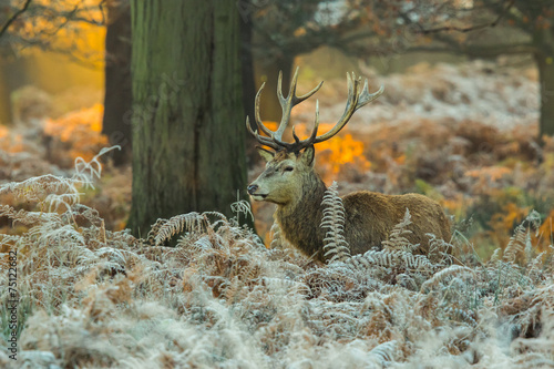 Canvas Print Red Deer