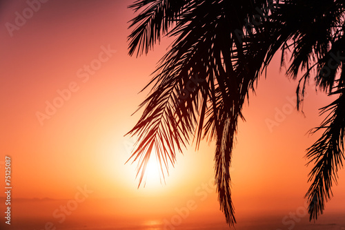 Palm tree silhouette against a sunset