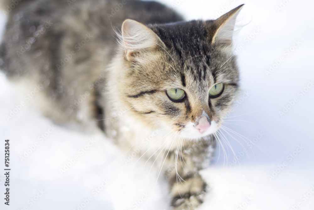 fluffy cat walking on snow
