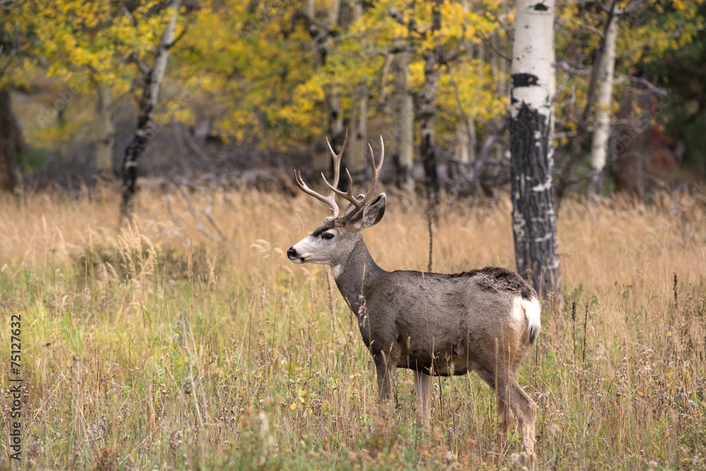 Obraz premium Mule deer in aspen