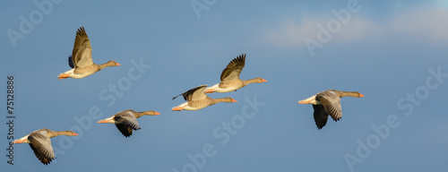 Flock of Greylag Geese (Anser anser) in flight.