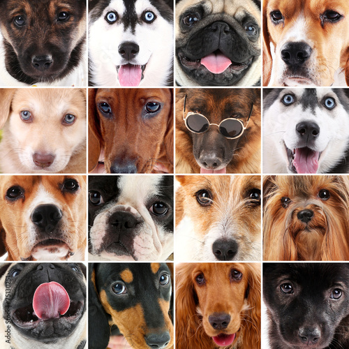 Dog portraits collage