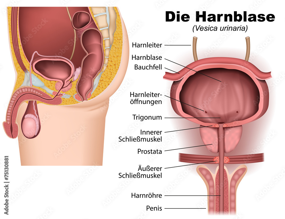 Harnblase, anatomie vektor illustration Stock Vector | Adobe Stock