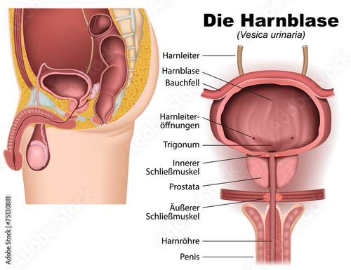 Harnblase, anatomie vektor illustration photo