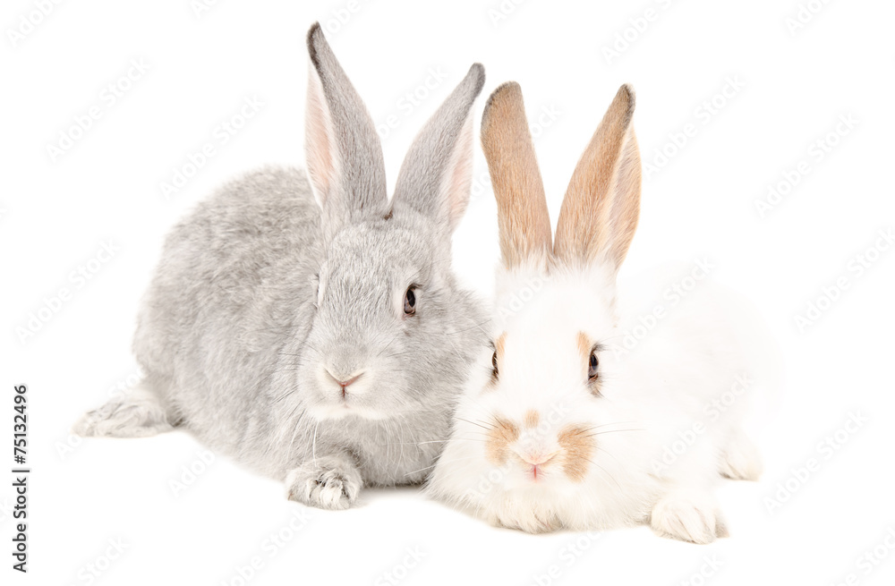 Two rabbits sitting together Two rabbits sitting together