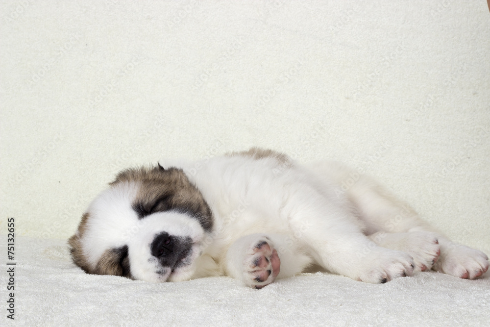 puppy sleeping puppy sleeping