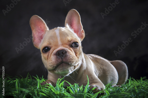 close up lovely face of french bull dog lying on green grass flo