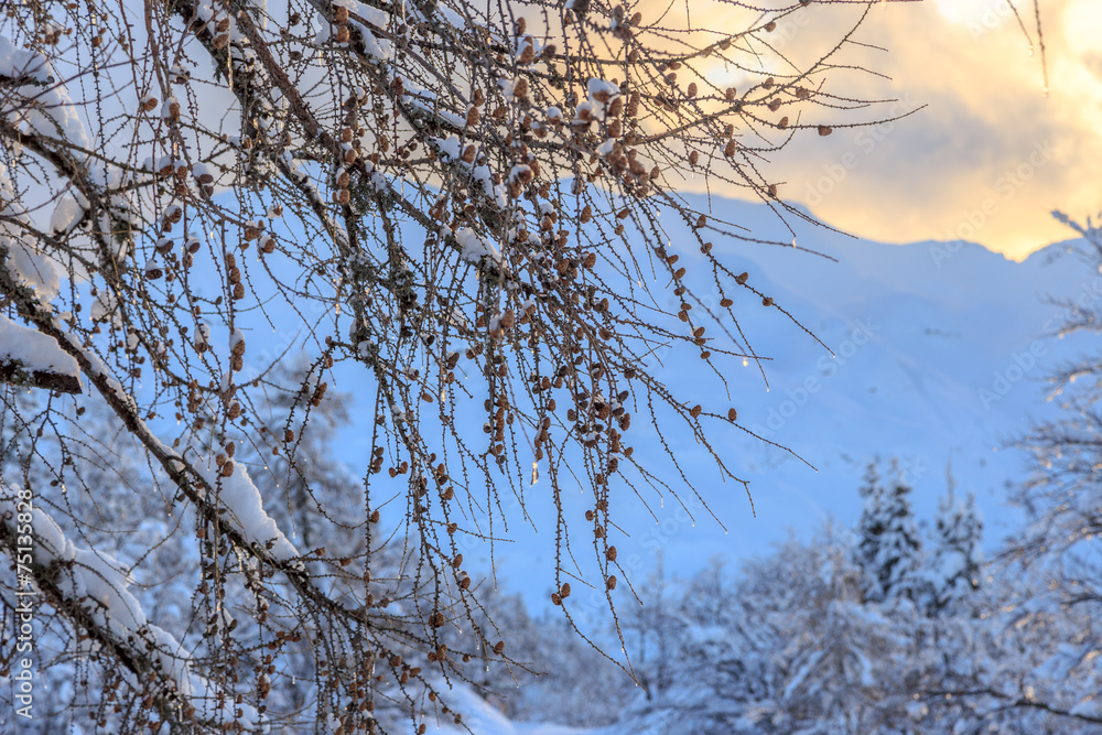 Winter landscape background