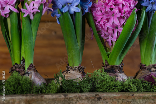 Spring bulb flowers in ceramic pot