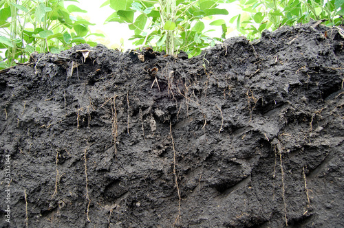 Soybeans roots photo