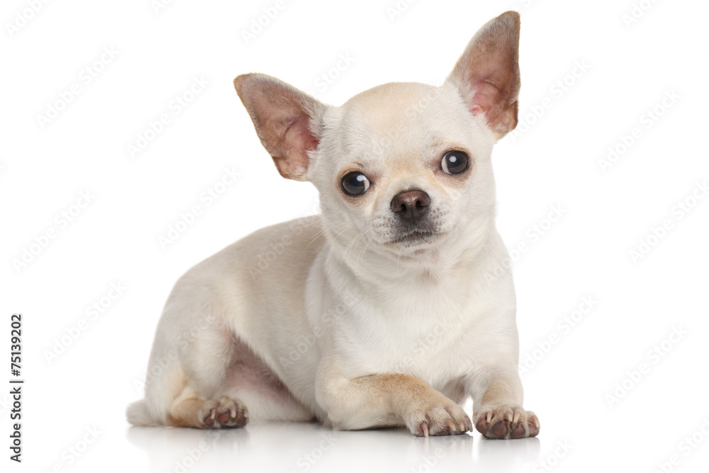 Chihuahua on white background