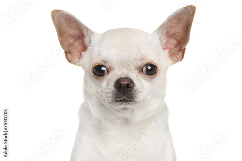 Chihuahua dog isolated © jagodka