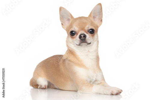 Fototapeta Naklejka Na Ścianę i Meble -  Chihuahua on white background