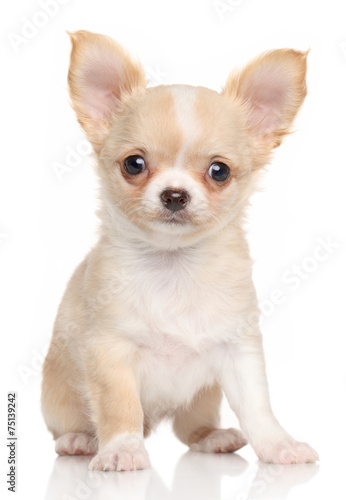 Chihuahua puppy © jagodka