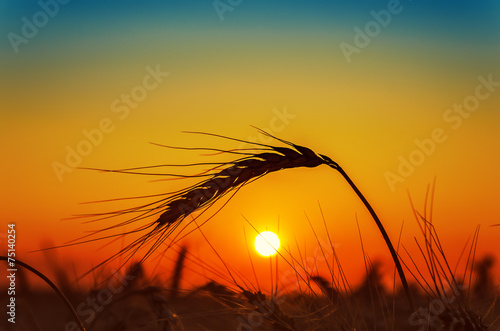 sunset and wheat ear on field