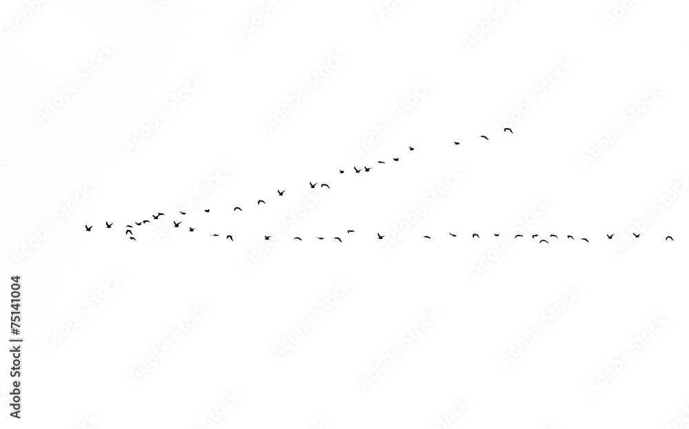 Fototapeta premium bird on white background