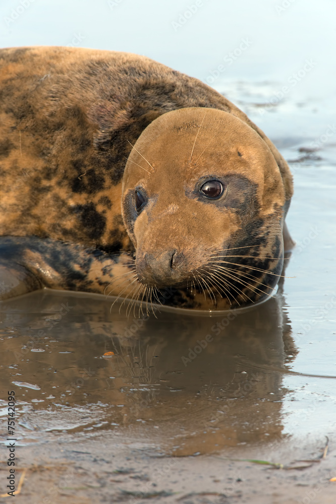 Obraz premium Atlantic Grey Seal