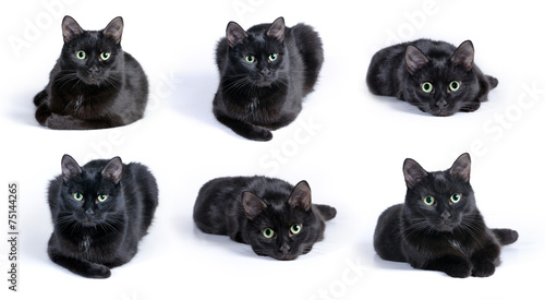 Obraz na plátně Collection of images of black cat