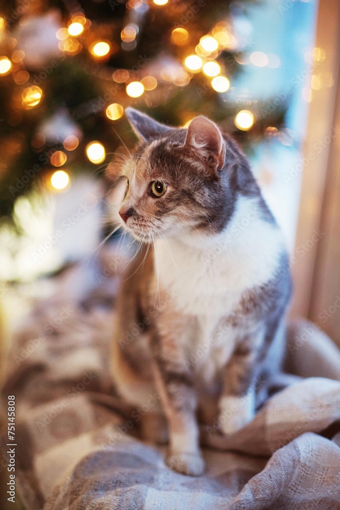 Obraz premium Cat near the Christmas tree with lights and toys