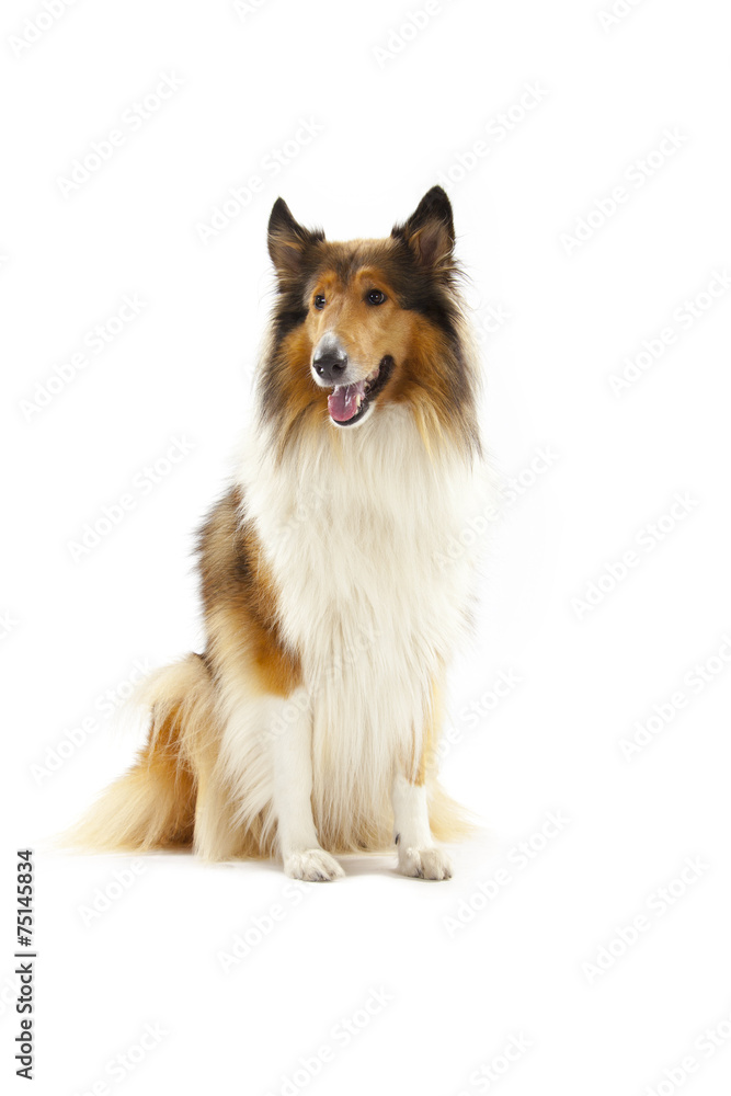 Rough Collie Rough Collie