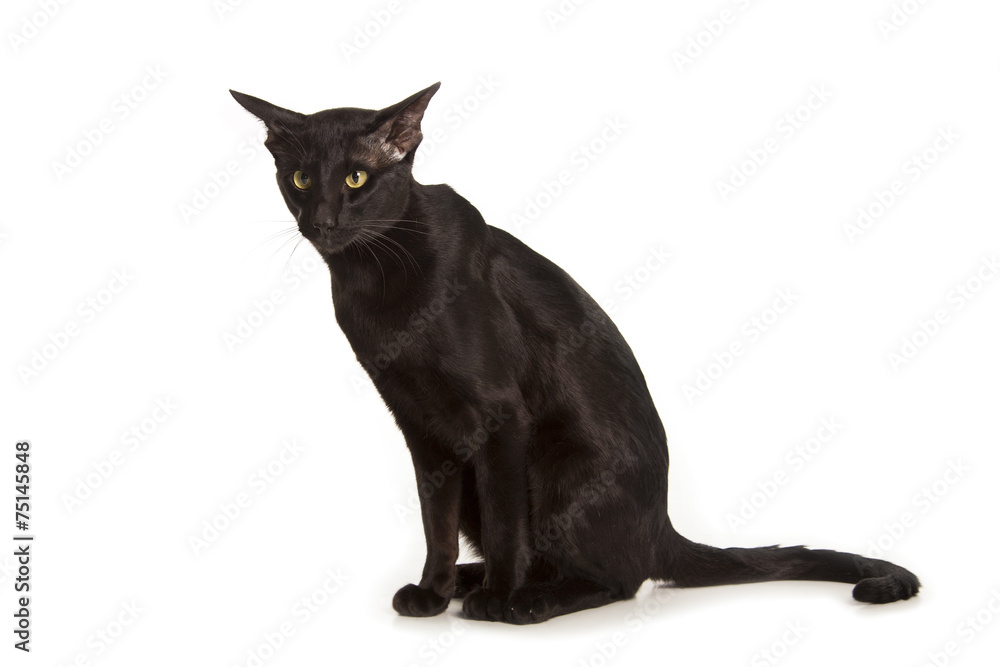 oriental black cat