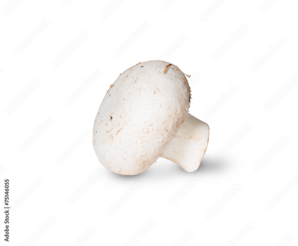 Single Mushroom Champignon On Its Side Single Mushroom Champignon On Its Side