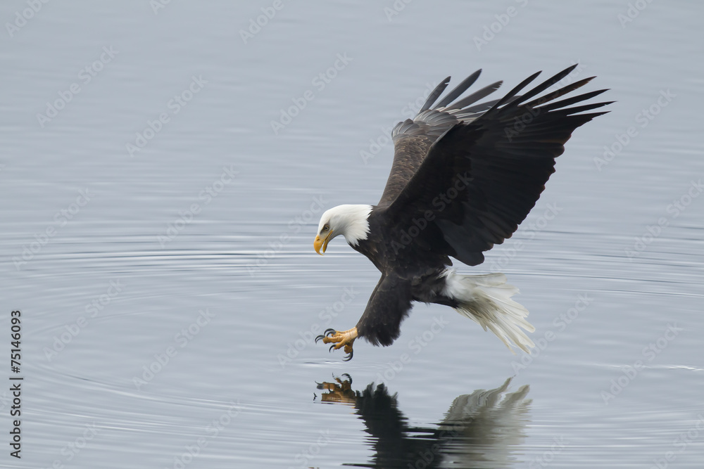 Obraz premium Eagle reaches for fish.