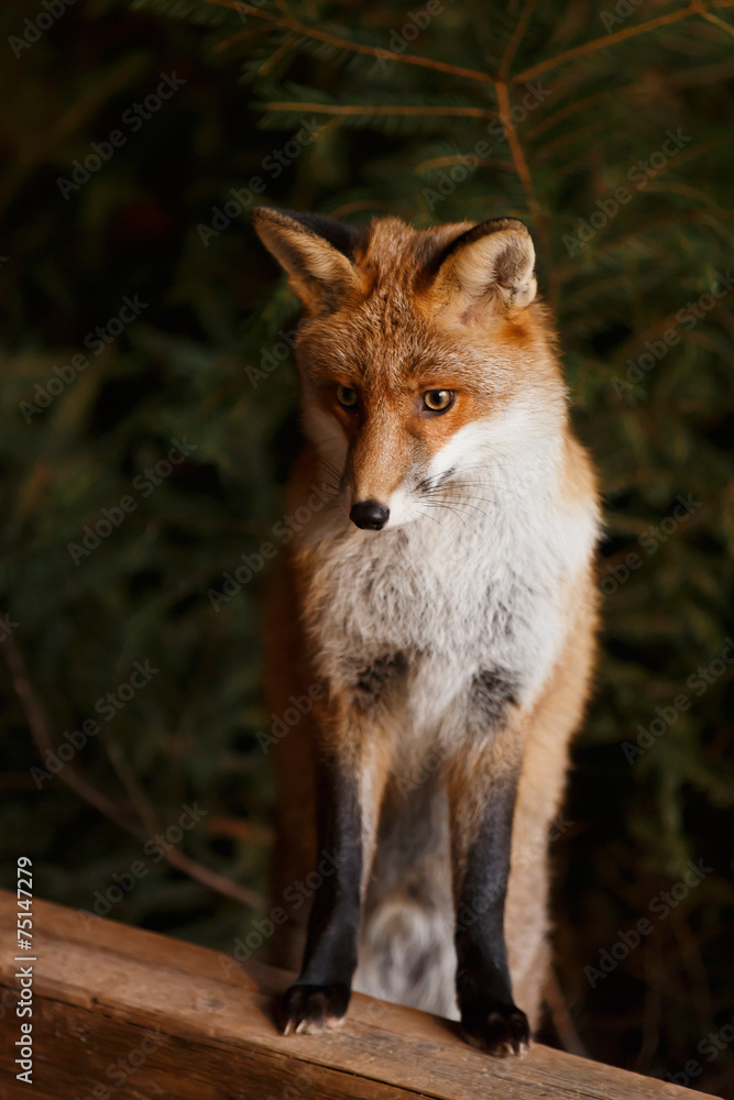 Fototapeta premium Neugieriger Fuchs
