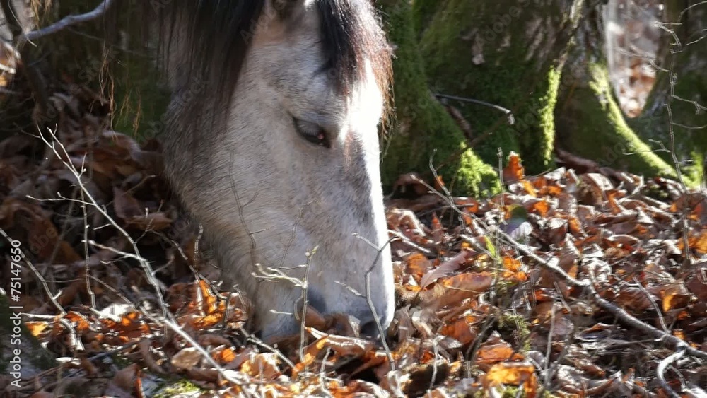 Horse is looking for food under the leaves in autumn forest Horse is looking for food under the leaves in autumn forest