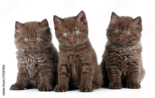 Valokuva three kittens