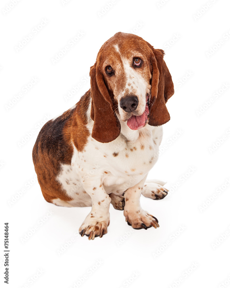 Adorable Basset Hound Dog Sitting With Tongue Out