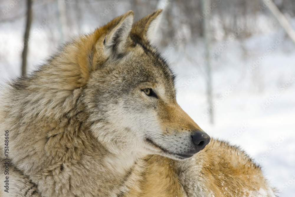Gray wolf (Canis lupus) in winter Gray wolf (Canis lupus) in winter