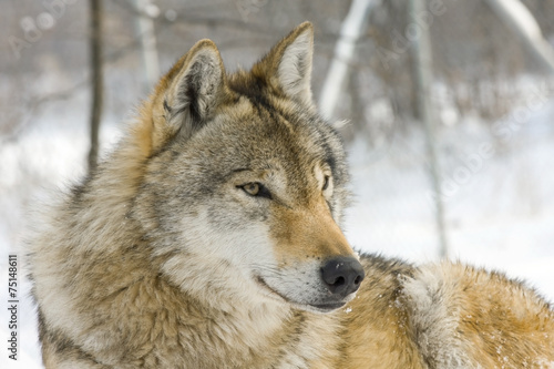Gray wolf (Canis lupus) in winter © belizar