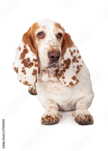 Basset Hound Dog Spotted Ears Laying © adogslifephoto