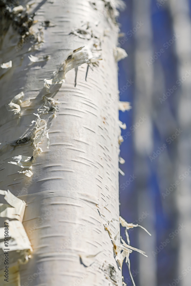 Naklejka premium Winter Birch