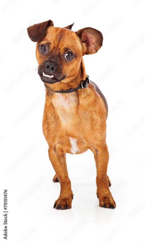 Chihuahua underbite hotsell