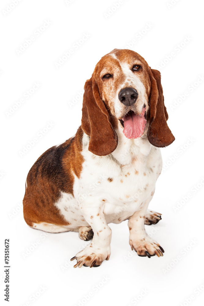 Funny Basset Hound Dog Winking