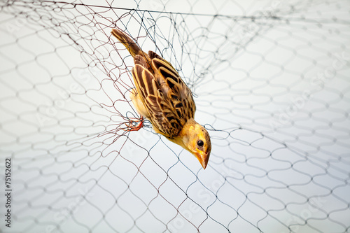Bird on the net