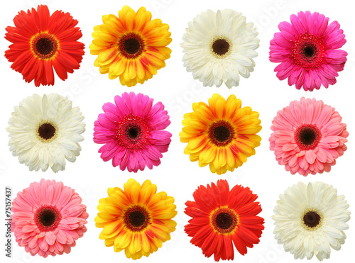 Fototapete Colorful gerbera on white background isolated